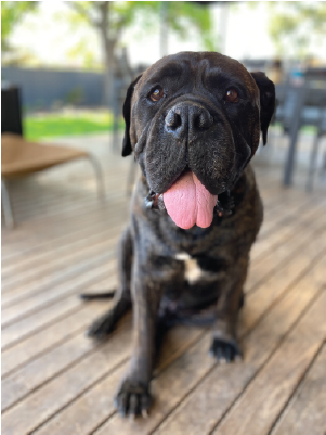 Butchers Bowl Buddy - Zeus